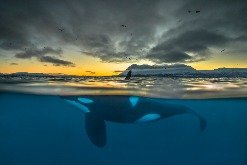 A killer whale at sunrise off the coast of Norway